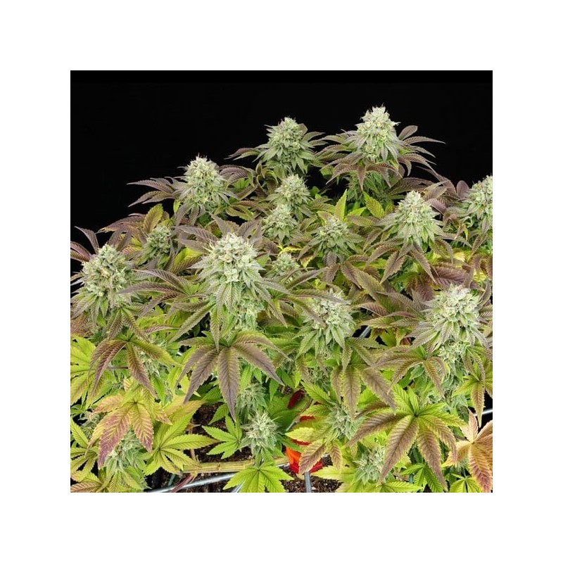 Triple G semi cannabis Royal Queen Seeds