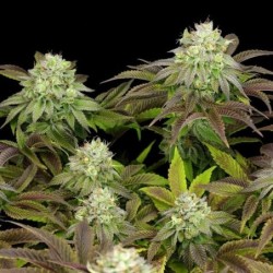 Triple G semi cannabis Royal Queen Seeds