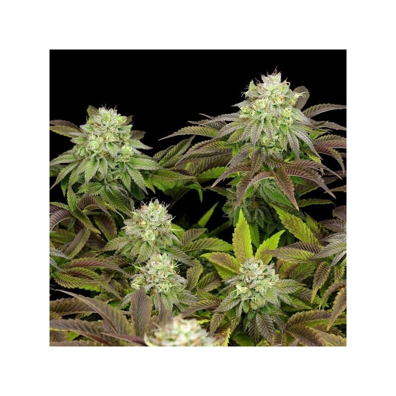 Triple G semi cannabis Royal Queen Seeds
