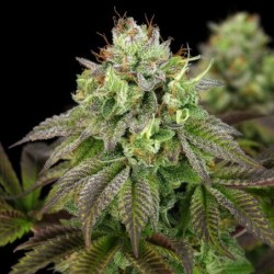Triple G semi cannabis Royal Queen Seeds