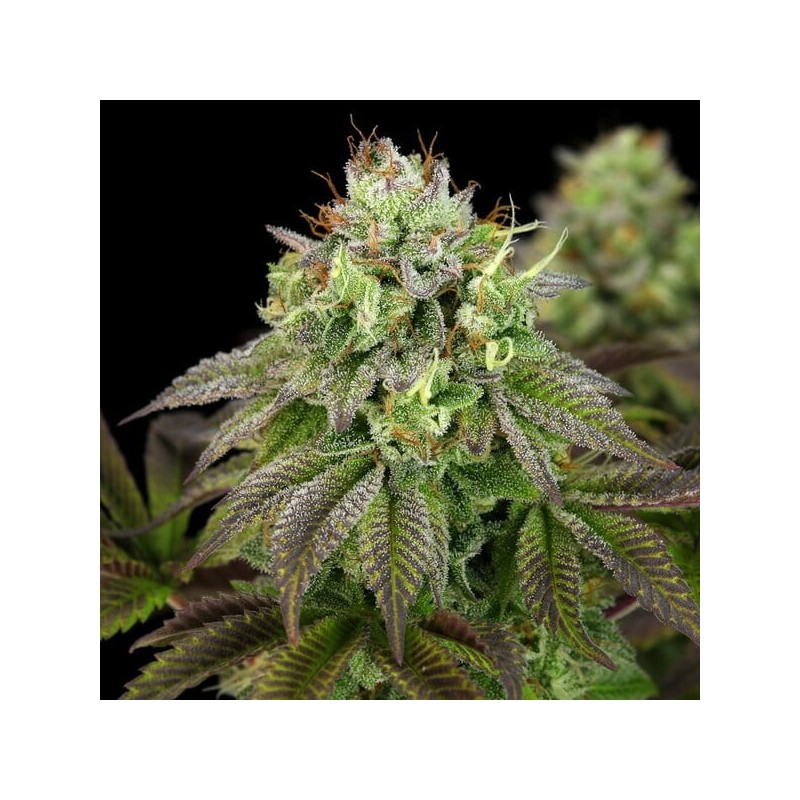 Triple G semi cannabis Royal Queen Seeds