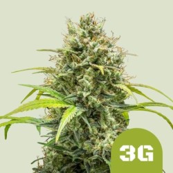 Triple G Auto semi cannabis Royal Queen Seeds