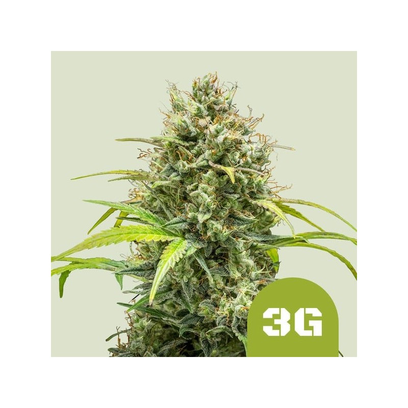 Triple G Auto semi cannabis Royal Queen Seeds