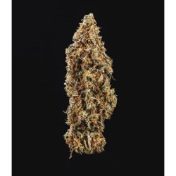 Triple G Auto semi cannabis Royal Queen Seeds