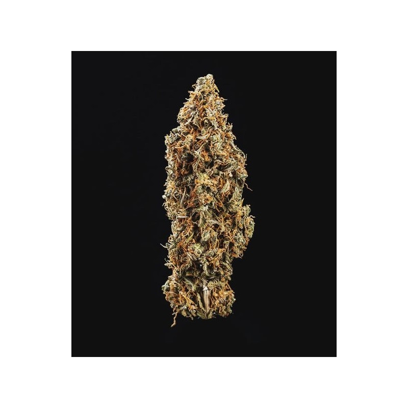 Triple G Auto semi cannabis Royal Queen Seeds