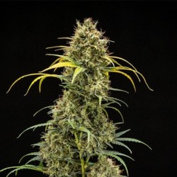 Triple G Auto semi cannabis Royal Queen Seeds
