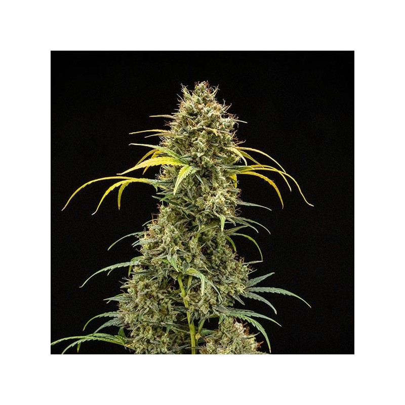 Triple G Auto semi cannabis Royal Queen Seeds