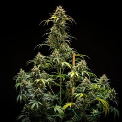 Triple G Auto semi cannabis Royal Queen Seeds