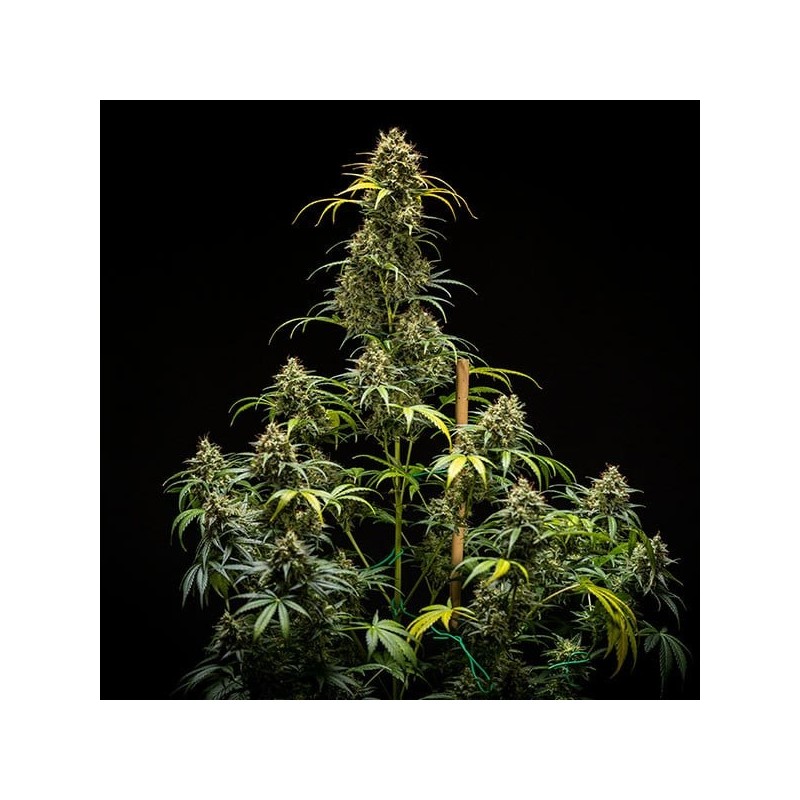 Triple G Auto semi cannabis Royal Queen Seeds