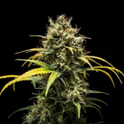 Triple G Auto semi cannabis Royal Queen Seeds