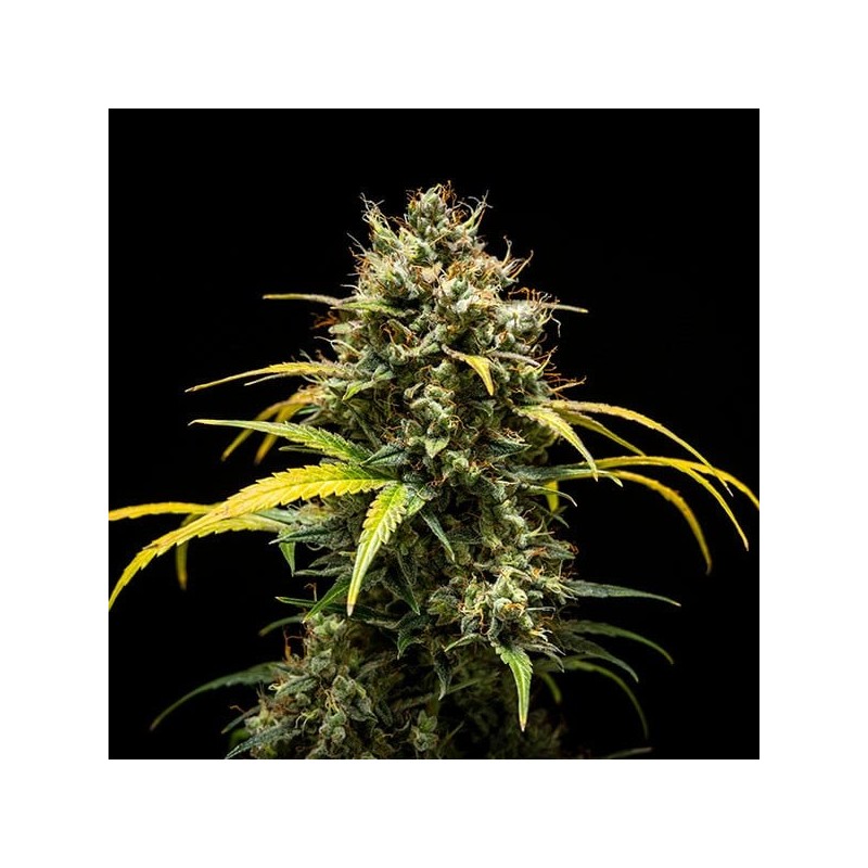 Triple G Auto semi cannabis Royal Queen Seeds