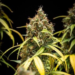 Triple G Auto semi cannabis Royal Queen Seeds