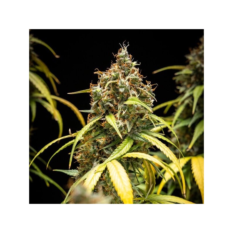 Triple G Auto semi cannabis Royal Queen Seeds