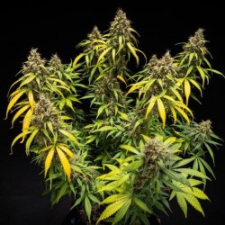 Triple G Auto semi cannabis Royal Queen Seeds