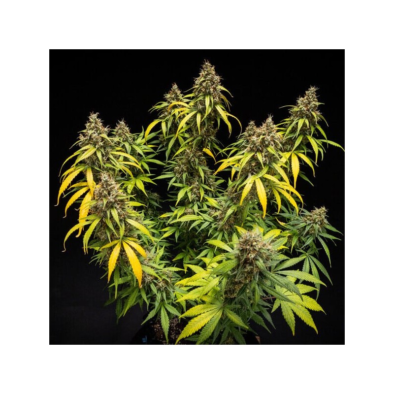 Triple G Auto semi cannabis Royal Queen Seeds
