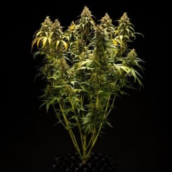 Triple G Auto semi cannabis Royal Queen Seeds