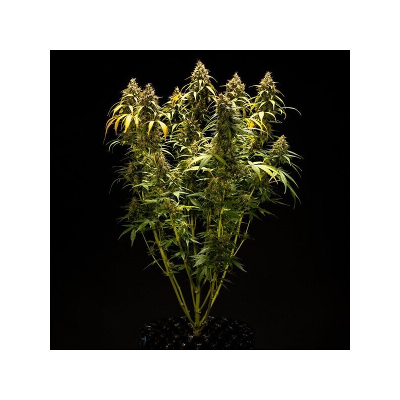 Triple G Auto semi cannabis Royal Queen Seeds