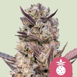 Tropicana Cookies Purple semi cannabis Royal Queen Seeds