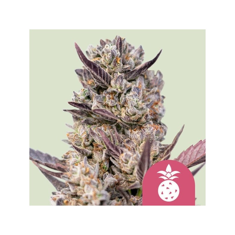 Tropicana Cookies Purple semi cannabis Royal Queen Seeds