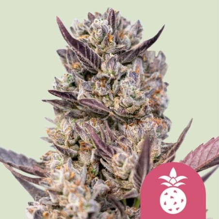 Tropicana Cookies Purple semi cannabis Royal Queen Seeds