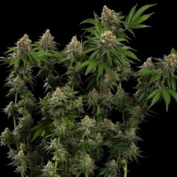 Tropicana Cookies Purple semi cannabis Royal Queen Seeds