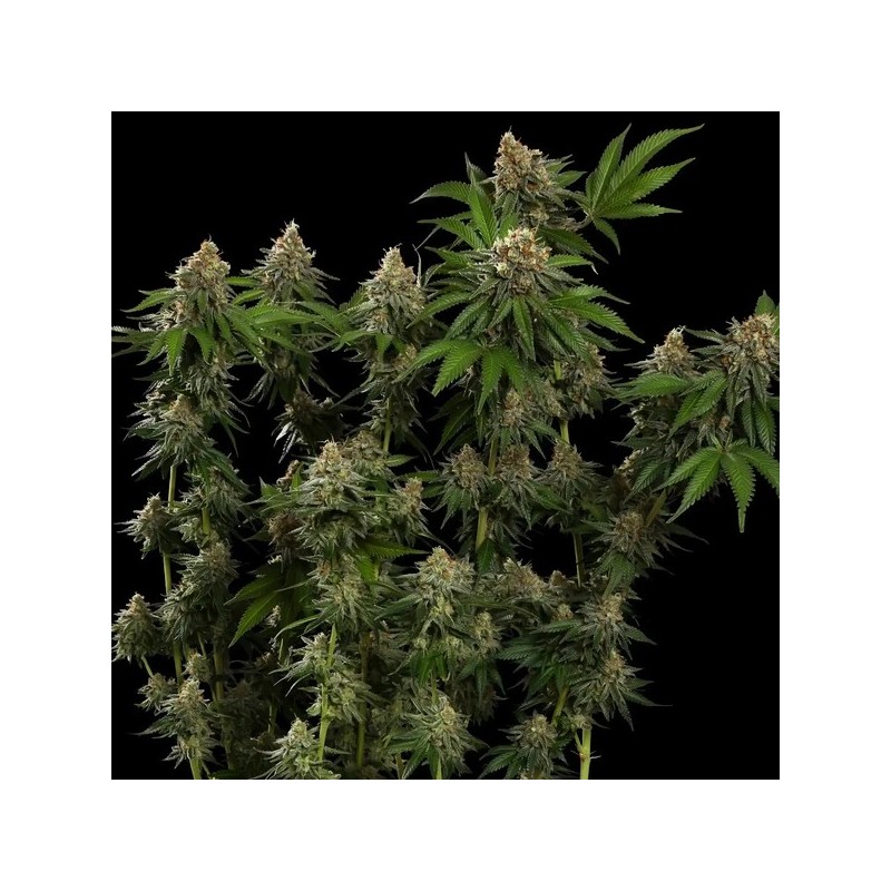 Tropicana Cookies Purple semi cannabis Royal Queen Seeds