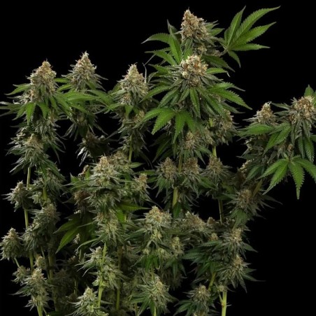 Tropicana Cookies Purple semi cannabis Royal Queen Seeds