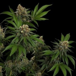 Tropicana Cookies Purple semi cannabis Royal Queen Seeds