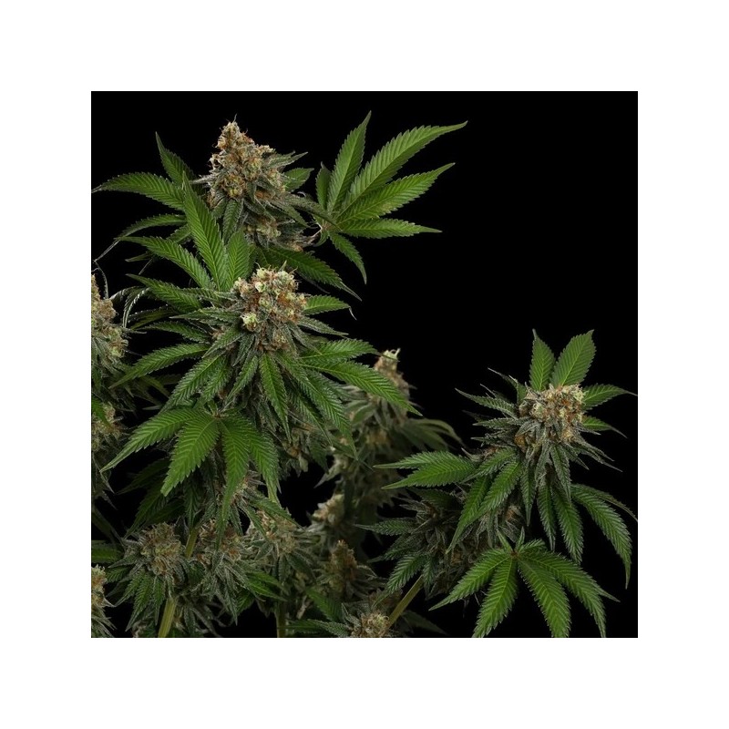 Tropicana Cookies Purple semi cannabis Royal Queen Seeds