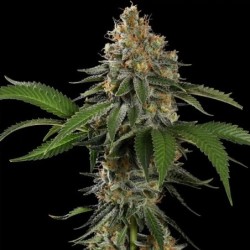 Tropicana Cookies Purple semi cannabis Royal Queen Seeds
