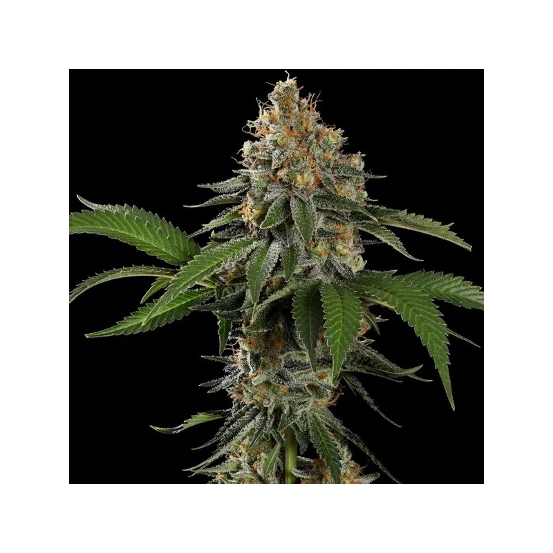 Tropicana Cookies Purple semi cannabis Royal Queen Seeds