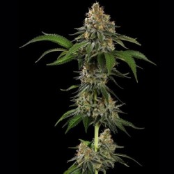 Tropicana Cookies Purple semi cannabis Royal Queen Seeds