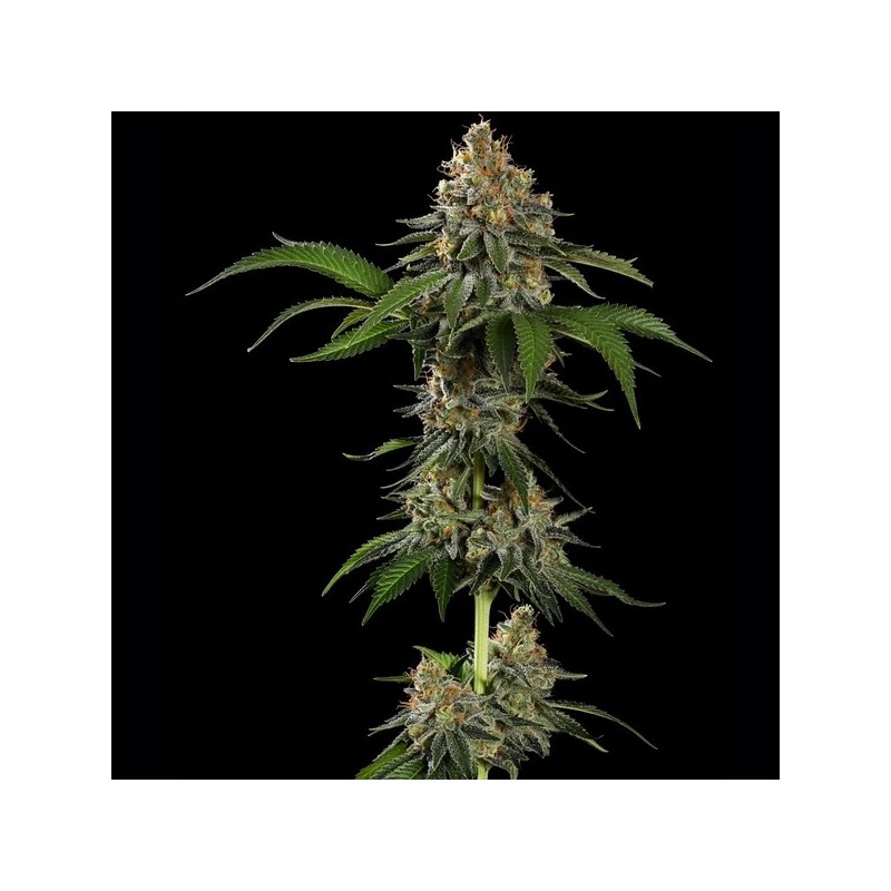 Tropicana Cookies Purple semi cannabis Royal Queen Seeds