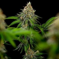 Tropicana Cookies Purple semi cannabis Royal Queen Seeds