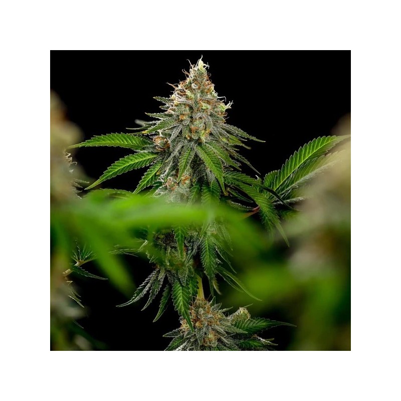 Tropicana Cookies Purple semi cannabis Royal Queen Seeds
