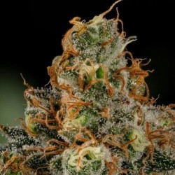 Tropicana Cookies Purple semi cannabis Royal Queen Seeds