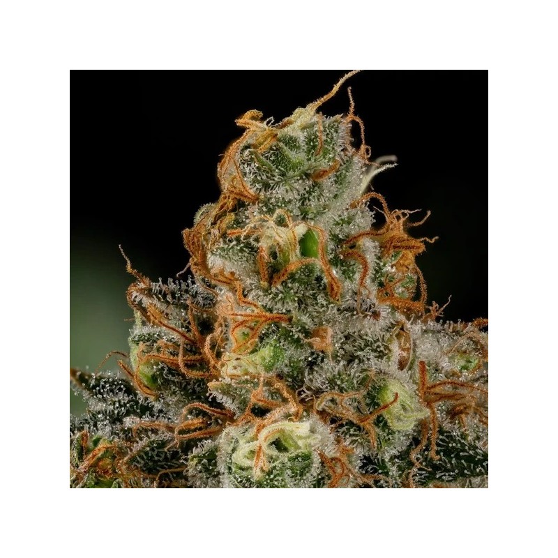Tropicana Cookies Purple semi cannabis Royal Queen Seeds