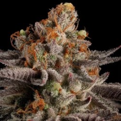 Tropicana Cookies Purple semi cannabis Royal Queen Seeds