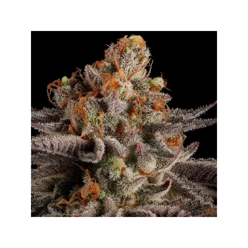 Tropicana Cookies Purple semi cannabis Royal Queen Seeds