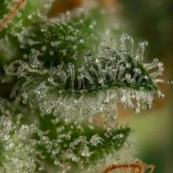 Tropicana Cookies Purple semi cannabis Royal Queen Seeds