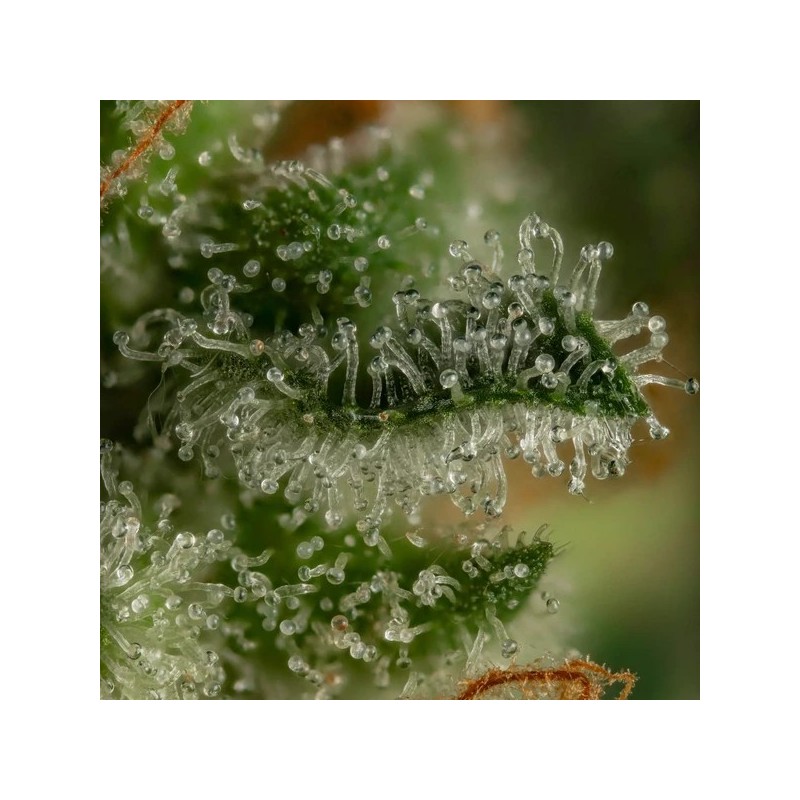 Tropicana Cookies Purple semi cannabis Royal Queen Seeds