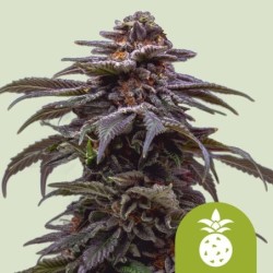 Tropicana Cookies Purple Auto semi cannabis Royal Queen Seeds
