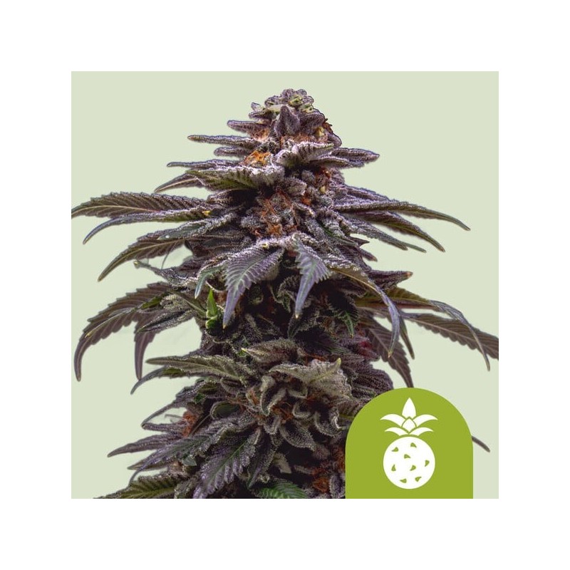 Tropicana Cookies Purple Auto semi cannabis Royal Queen Seeds
