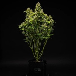 Tropicana Cookies Purple Auto semi cannabis Royal Queen Seeds