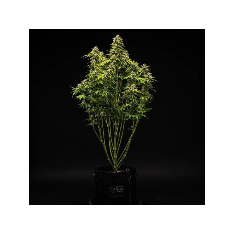 Tropicana Cookies Purple Auto semi cannabis Royal Queen Seeds