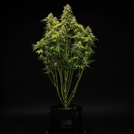 Tropicana Cookies Purple Auto semi cannabis Royal Queen Seeds