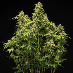 Tropicana Cookies Purple Auto semi cannabis Royal Queen Seeds