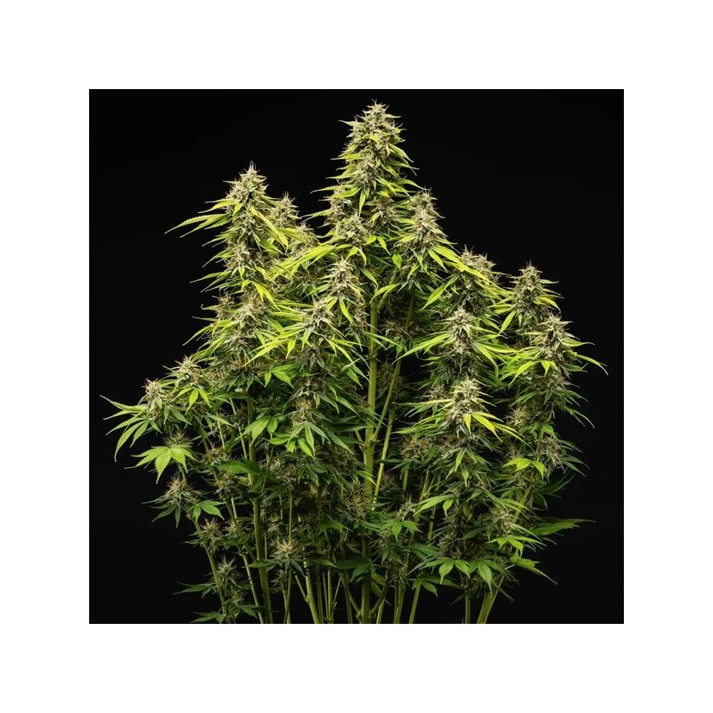 Tropicana Cookies Purple Auto semi cannabis Royal Queen Seeds