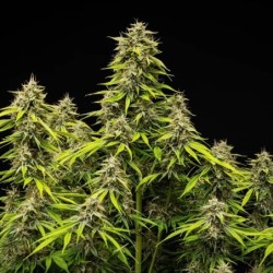 Tropicana Cookies Purple Auto semi cannabis Royal Queen Seeds