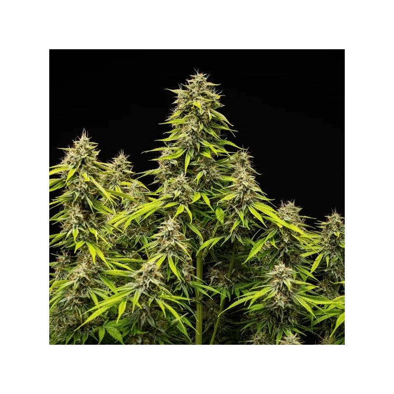 Tropicana Cookies Purple Auto semi cannabis Royal Queen Seeds